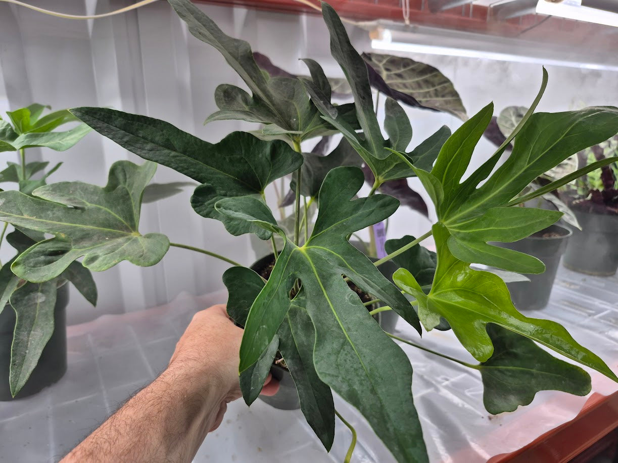 Anthurium podophyllum - 6"