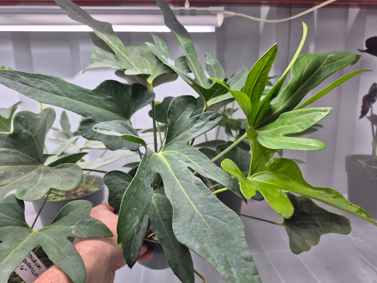Anthurium podophyllum - 6"