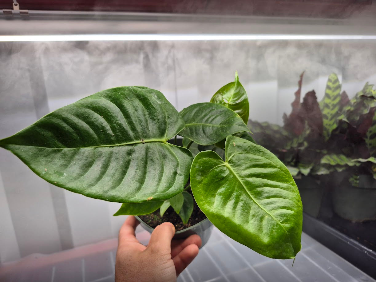 Anthurium veitchii King - 4"