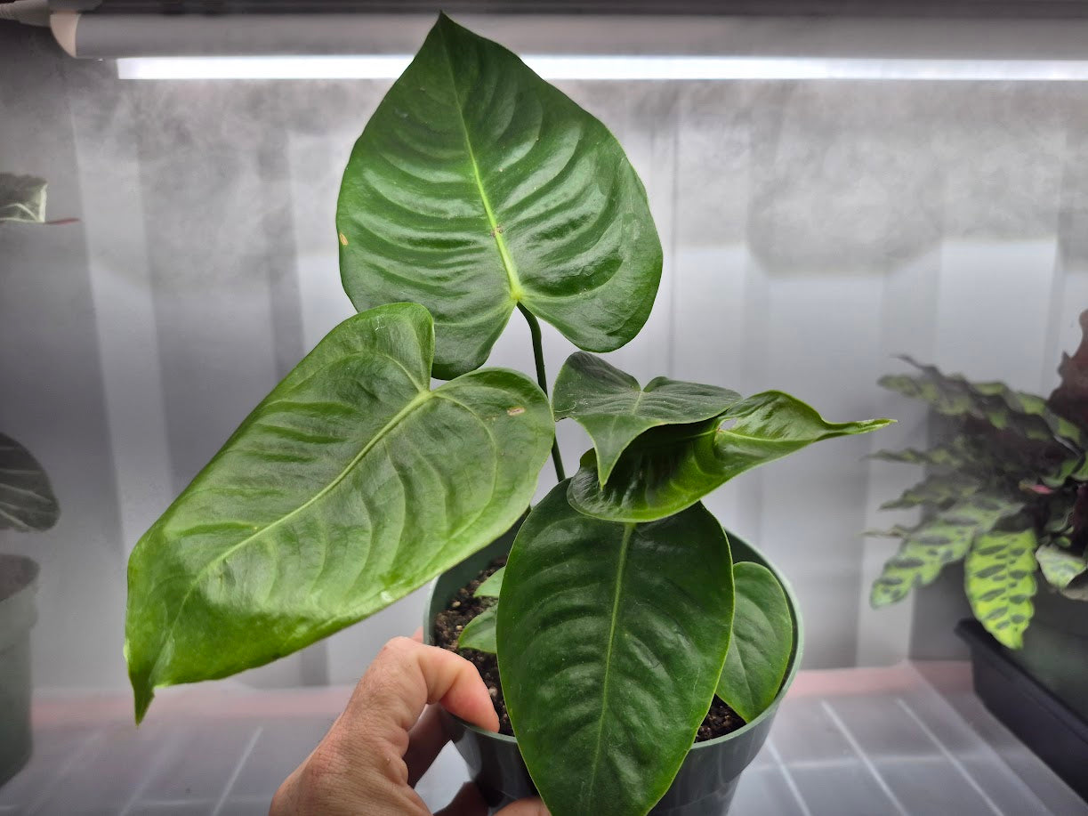 Anthurium veitchii King - 4"