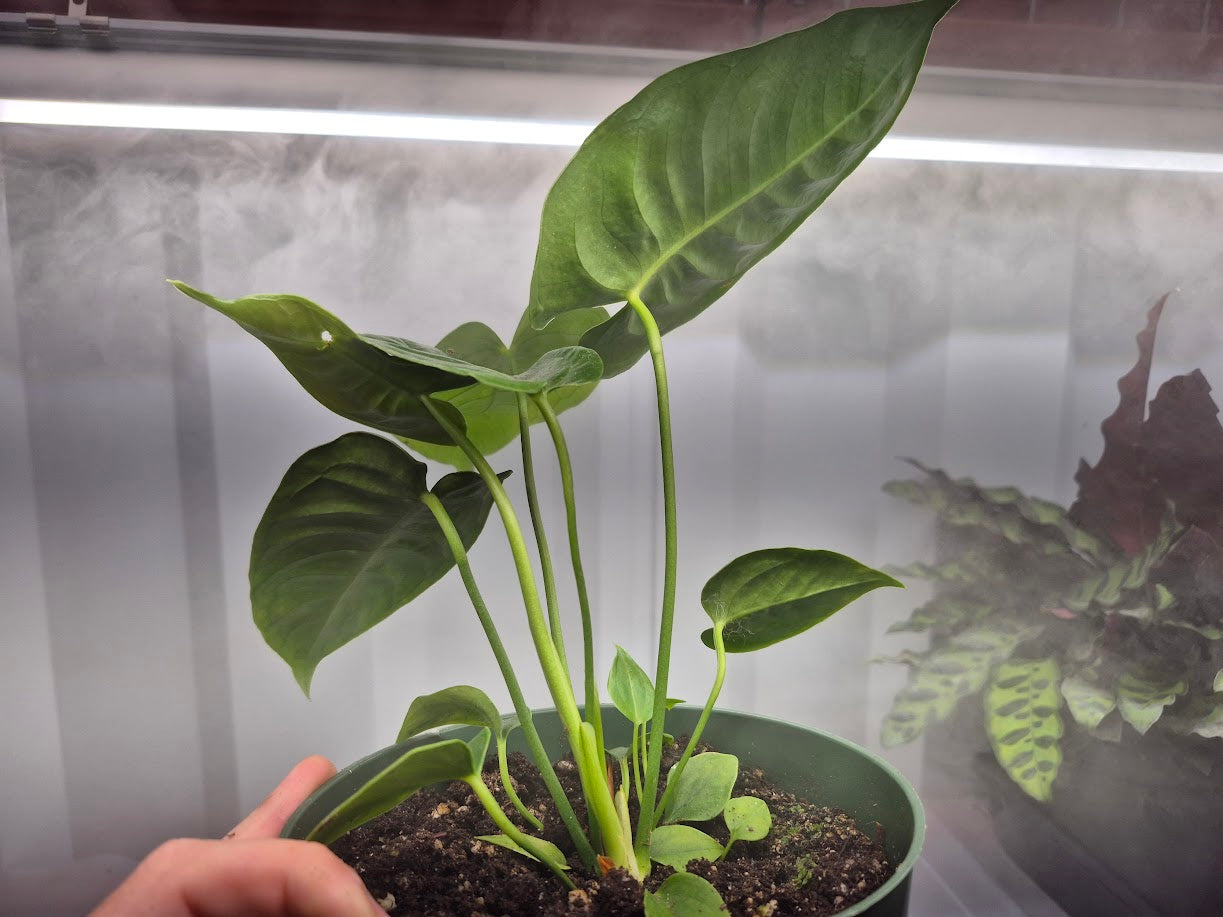 Anthurium veitchii King - 4"