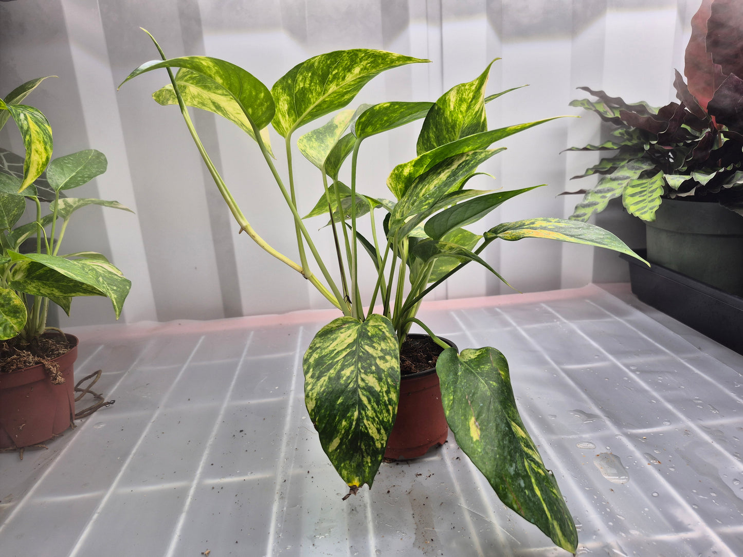 Epipremnum pinnatum 'Golden Flame' - 4"