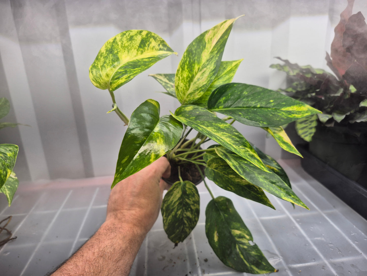 Epipremnum pinnatum 'Golden Flame' - 4"