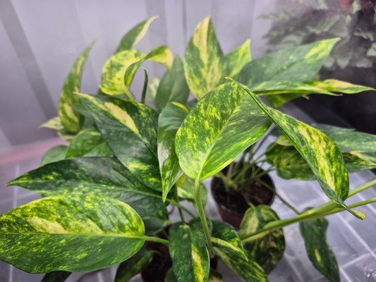 Epipremnum pinnatum 'Golden Flame' - 6"