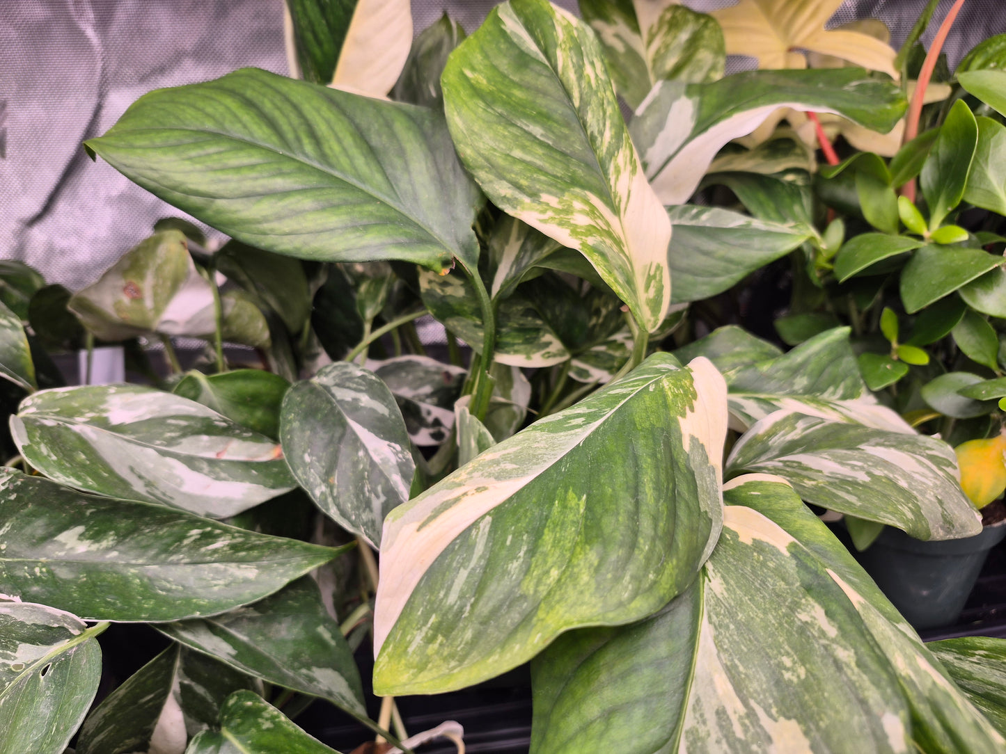 Epipremnum pinnatum 'Albo-Variegata' - 6"