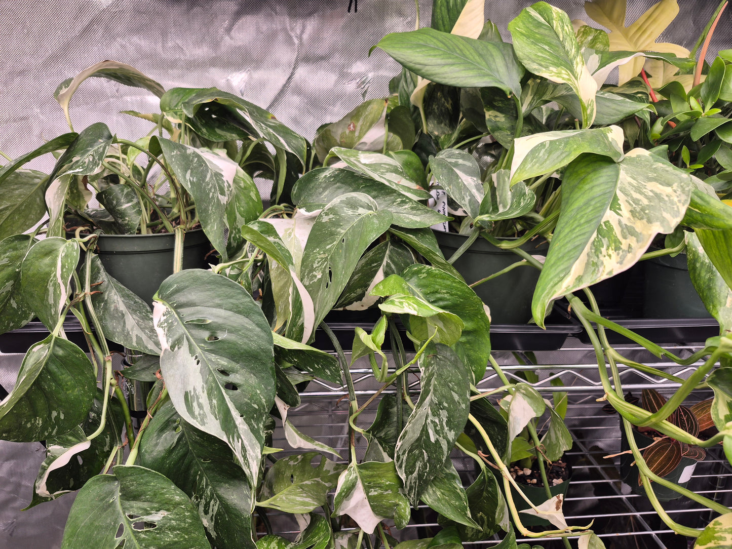 Epipremnum pinnatum 'Albo-Variegata' - 6"