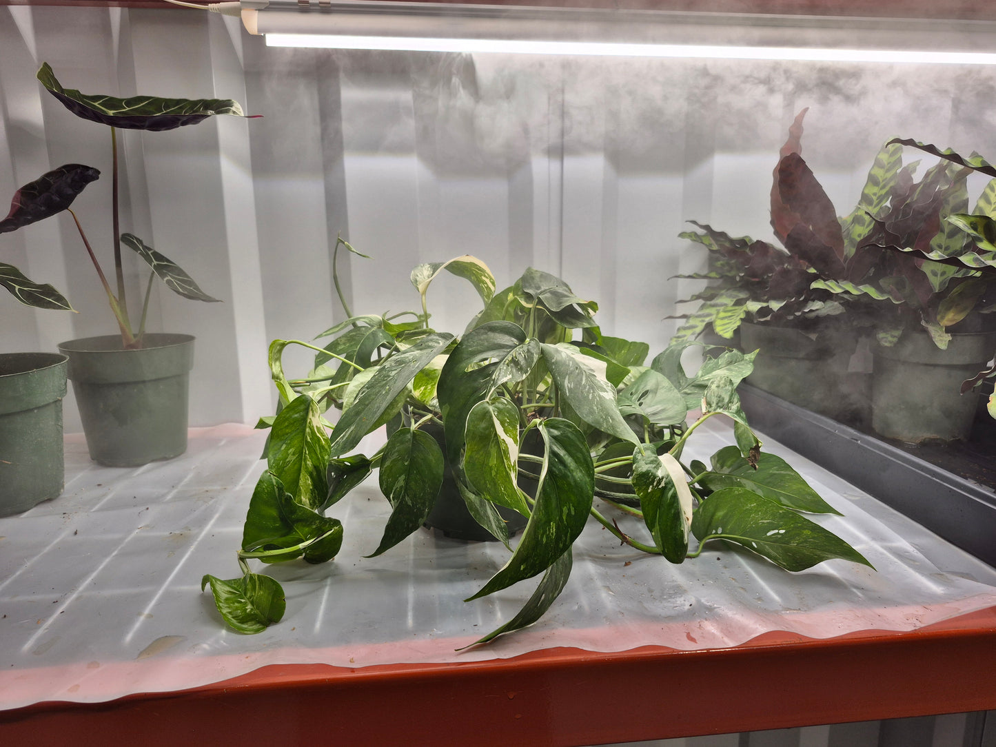Epipremnum pinnatum 'Albo-Variegata' - 6"