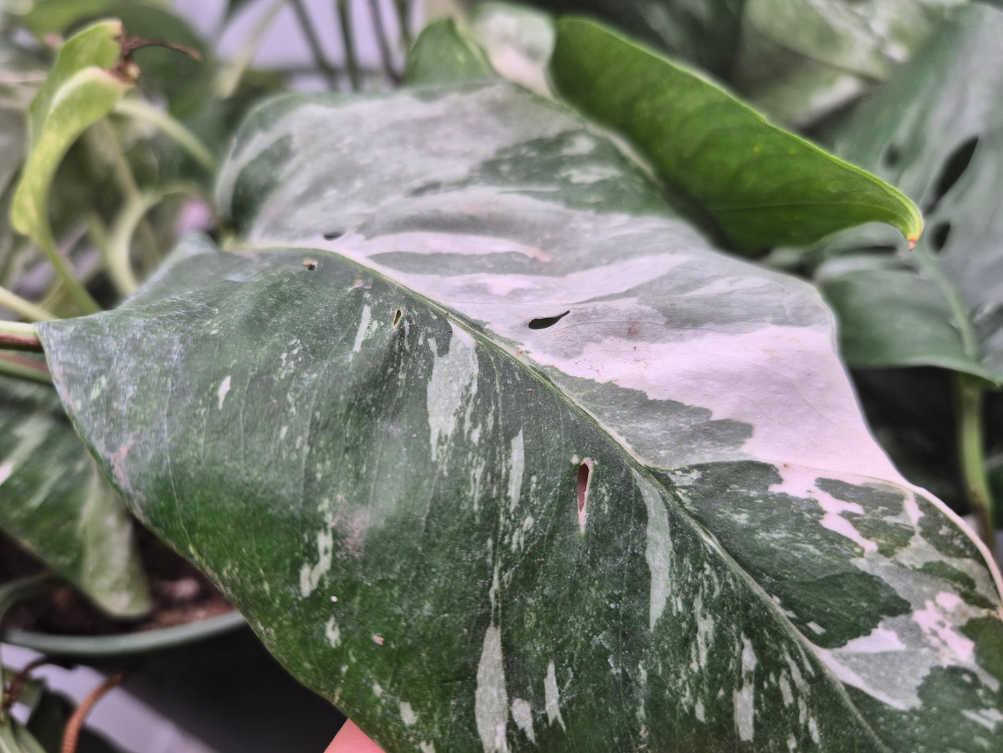 Epipremnum pinnatum 'Albo-Variegata' - 6"