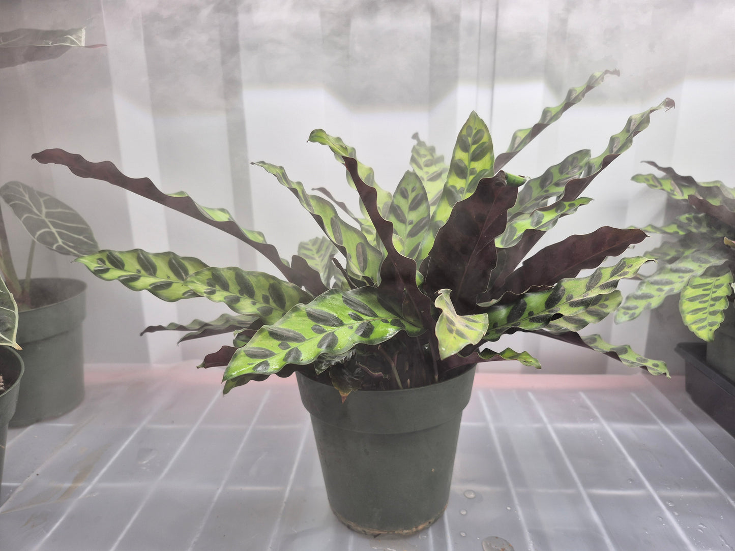 Goeppertia insignis (Calathea lancifolia)  - 6"