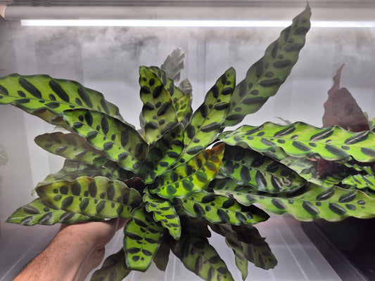 Goeppertia insignis (Calathea lancifolia)  - 6"