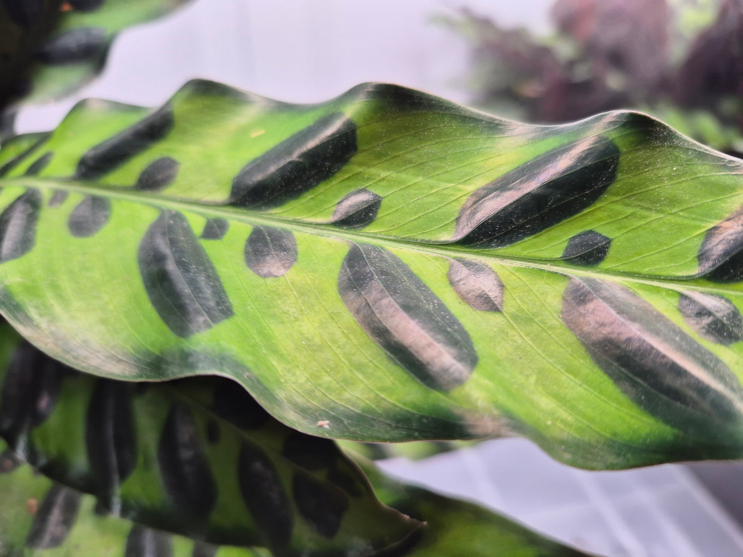 Goeppertia insignis (Calathea lancifolia)  - 6"
