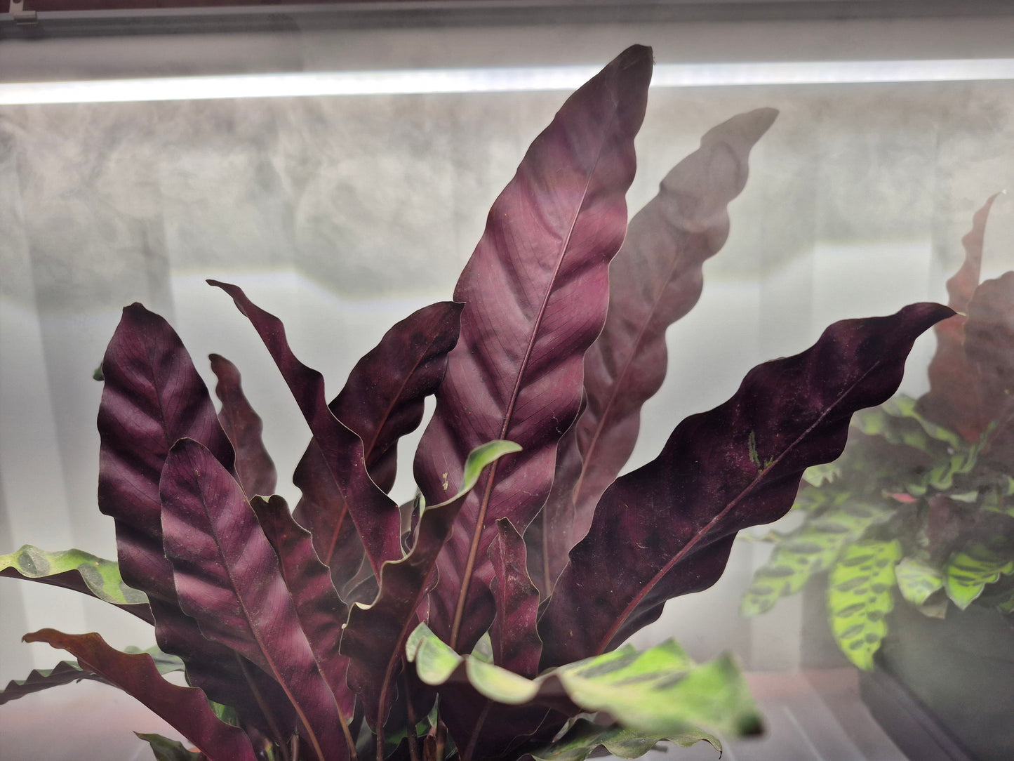 Goeppertia insignis (Calathea lancifolia)  - 6"