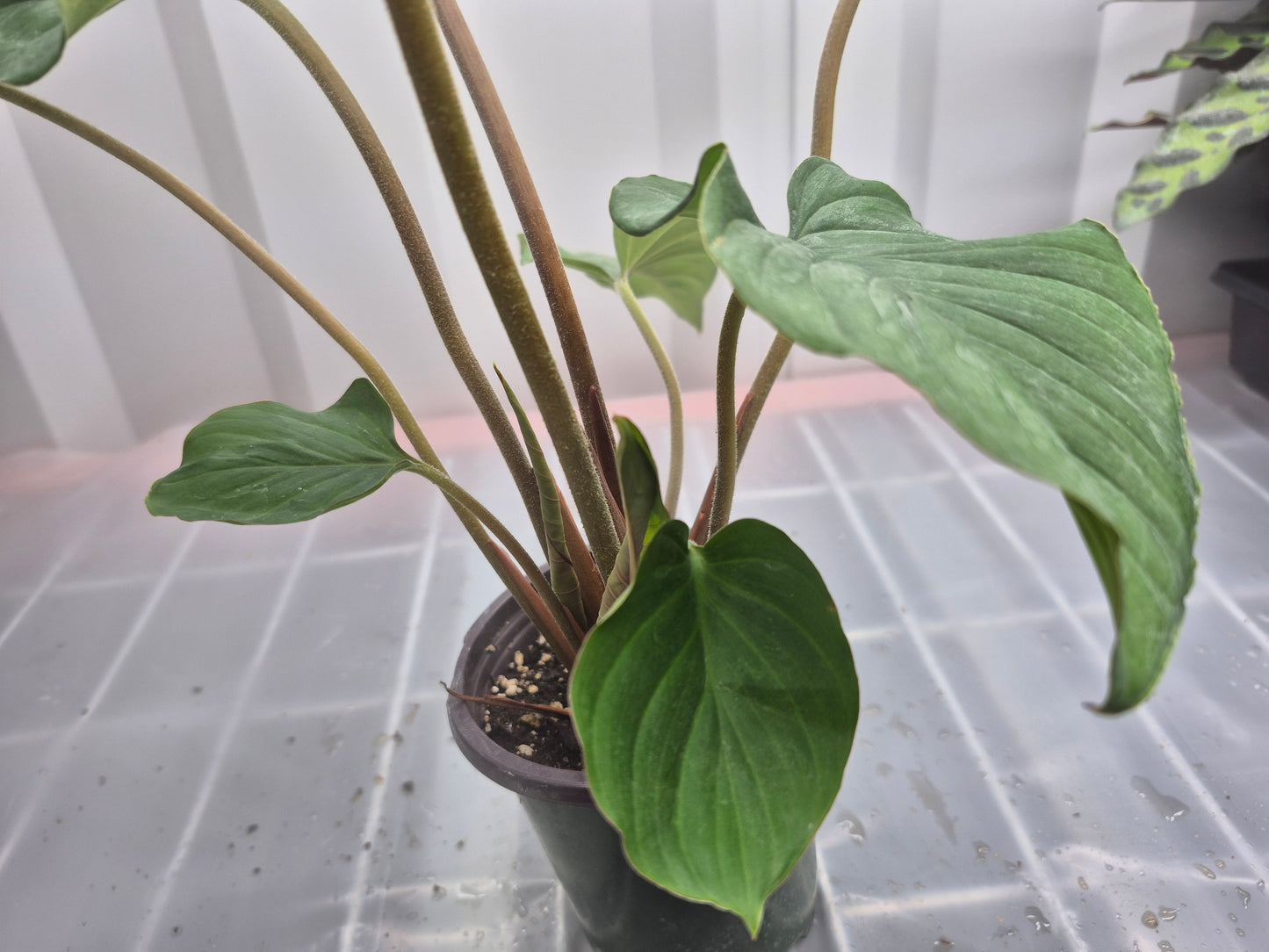Homalomena humilis 'Red Velvet' - 4"