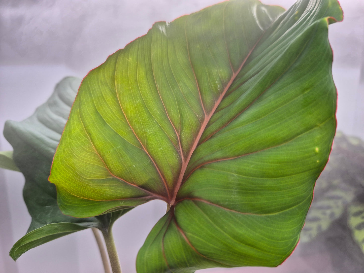 Homalomena humilis 'Red Velvet' - 4"