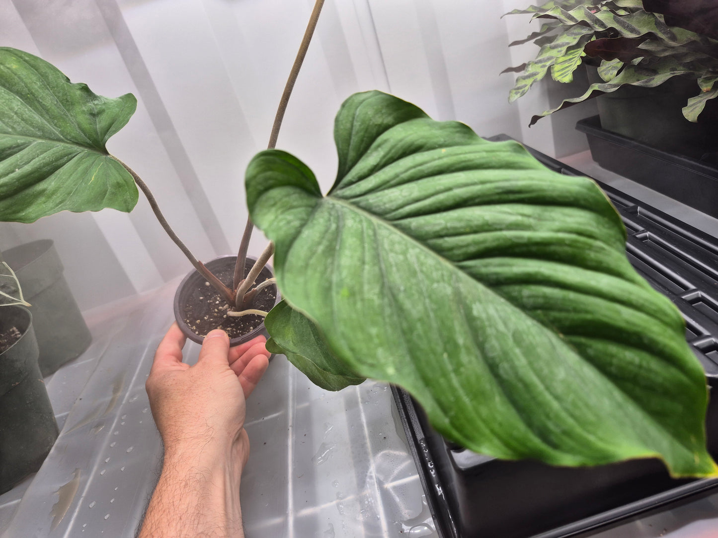 Homalomena humilis 'Red Velvet' - 4"