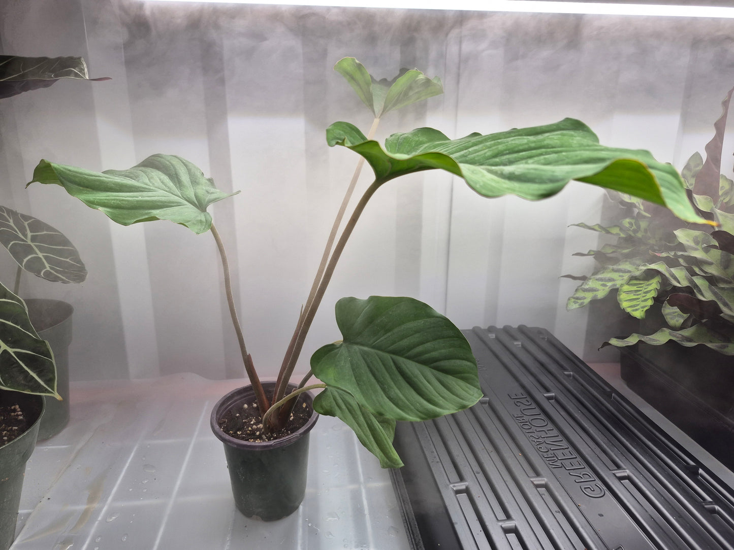 Homalomena humilis 'Red Velvet' - 4"