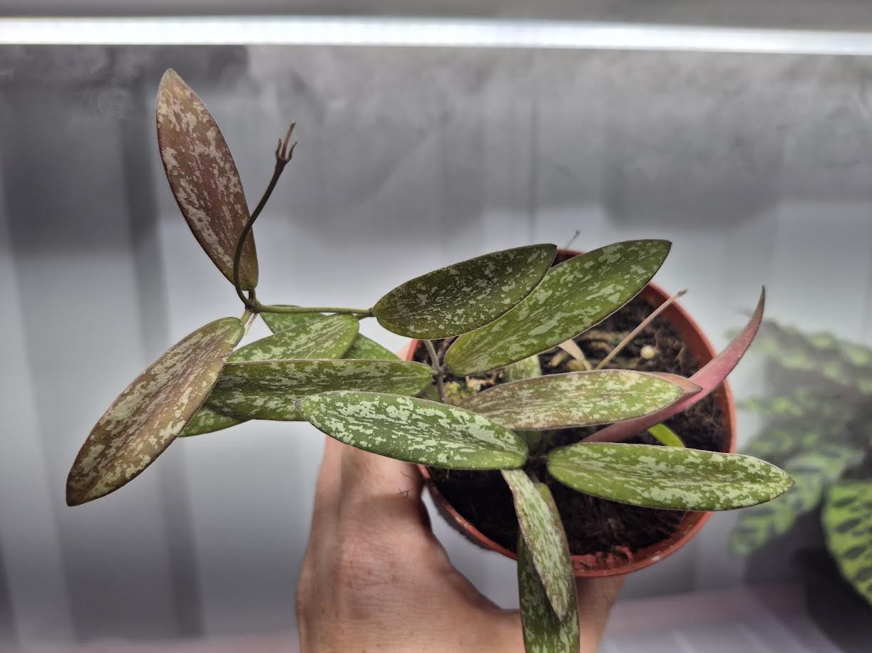 Picture of Hoya sigillatis in a 4 inch pot being held by hand with humidity fog and grow lights behind the plant. Plant has silver splotches with green leaf background, oval leaves, that turn to red with sun stress.