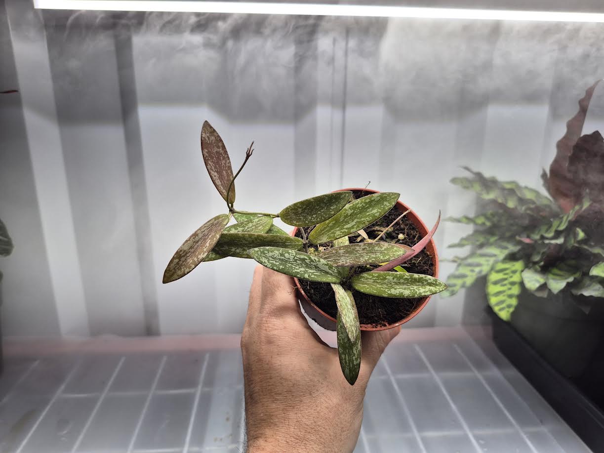 Picture of Hoya sigillatis in a 4 inch pot being held by hand with humidity fog and grow lights behind the plant. Plant has silver splotches with green leaf background, oval leaves, that turn to red with sun stress.