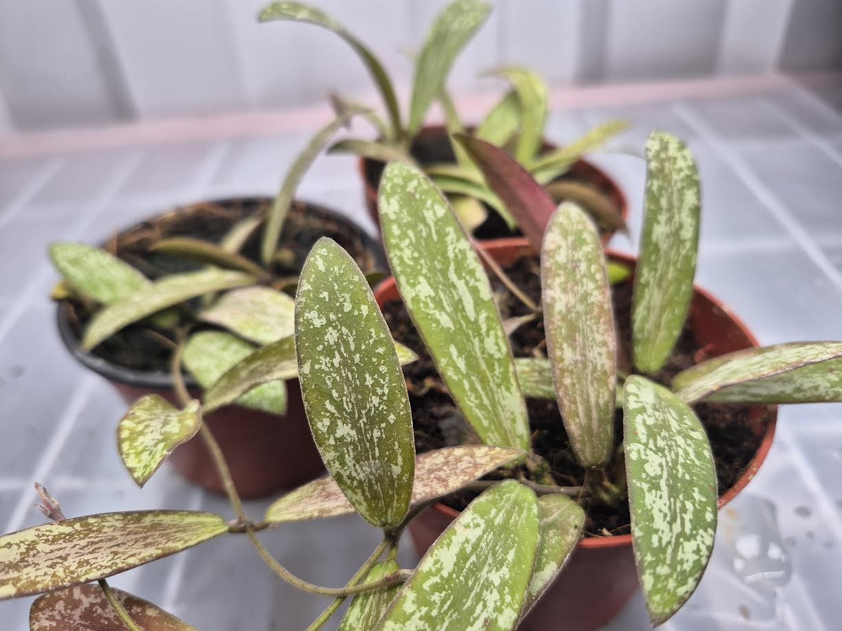 Picture of a group of Hoya sigillatis in a 4 inch pot being sitting on a wire shelf with humidity fog and grow lights behind the plant. Plant has silver splotches with green leaf background, oval leaves, that turn to red with sun stress.