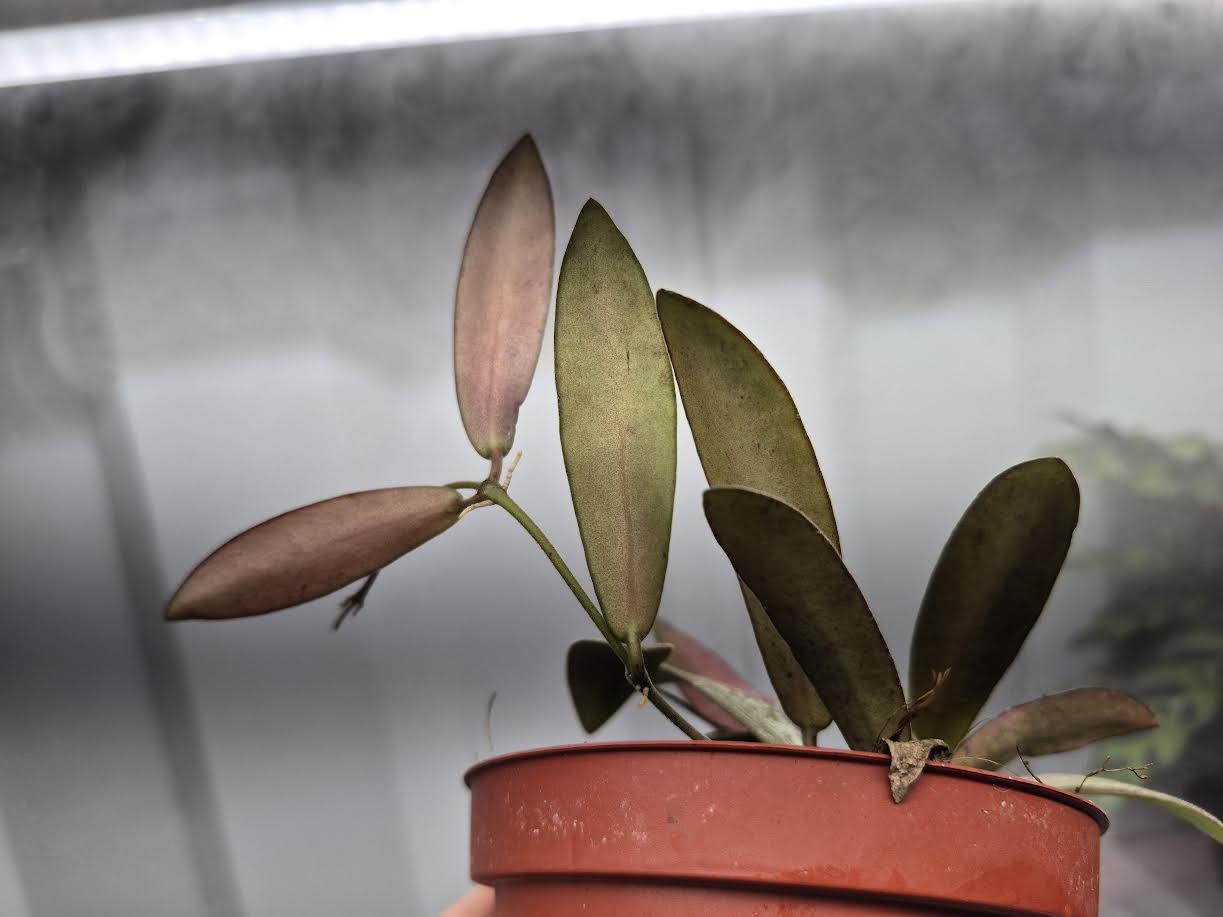 Picture of Hoya sigillatis in a 4 inch pot being taken from below with dramatic effect looking at underside of leaves with humidity fog and grow lights behind the plant. Plant has silver splotches with green leaf background, oval leaves, that turn to red with sun stress.