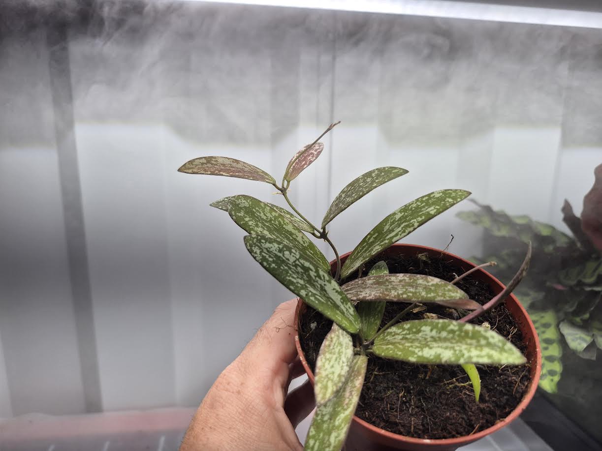 Picture of Hoya sigillatis in a 4 inch pot being held by hand with humidity fog and grow lights behind the plant. Plant has silver splotches with green leaf background, oval leaves, that turn to red with sun stress.