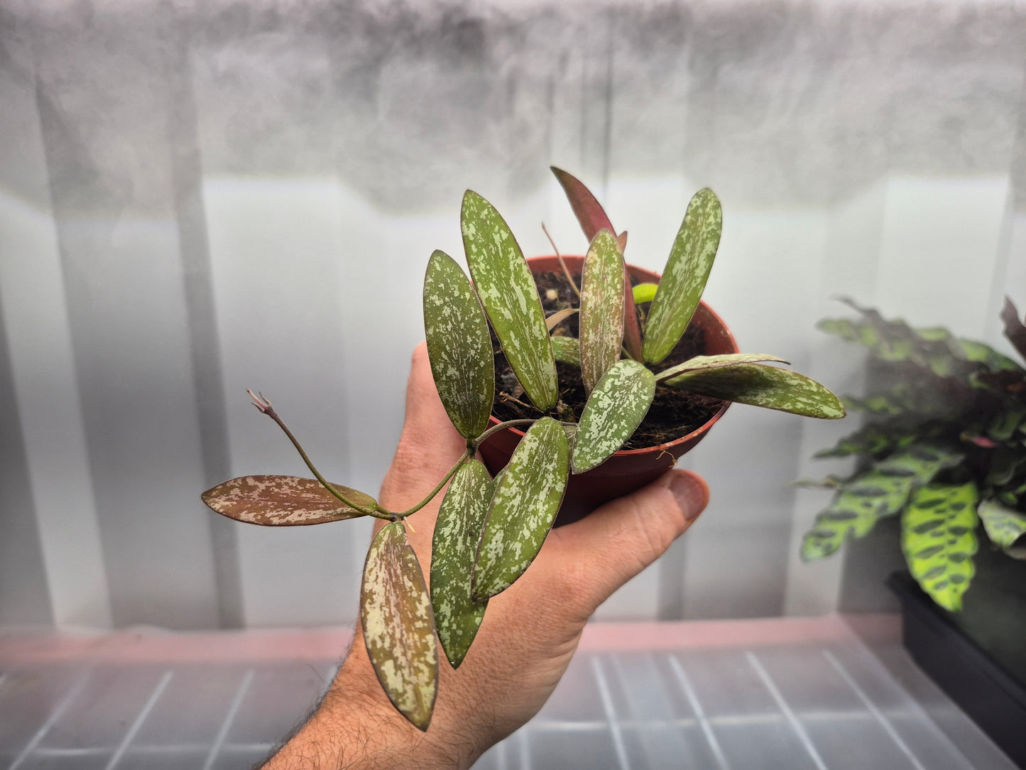 Picture of Hoya sigillatis in a 4 inch pot being held by hand with humidity fog and grow lights behind the plant. Plant has silver splotches with green leaf background, oval leaves, that turn to red with sun stress.