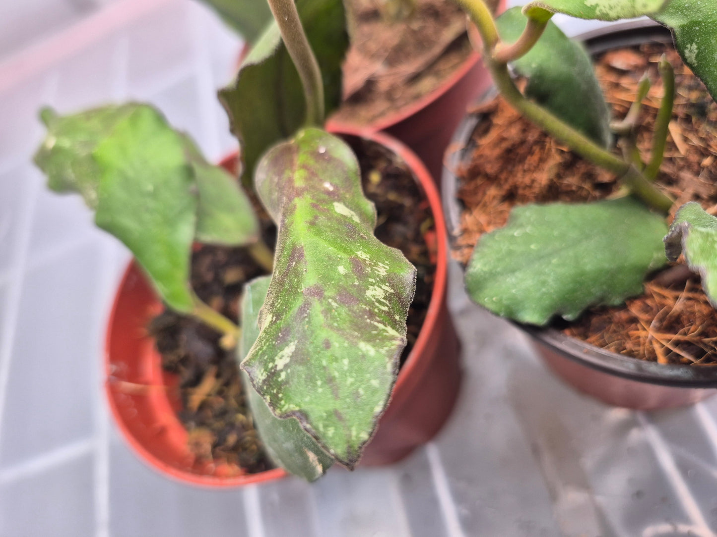 Picture of Hoya waymaniae in a 4 inch pot close up of group of three with a wire shelf with humidity fog blowing behind the plant. Plant has curvy leaf edges and silver and burgundy splotches.