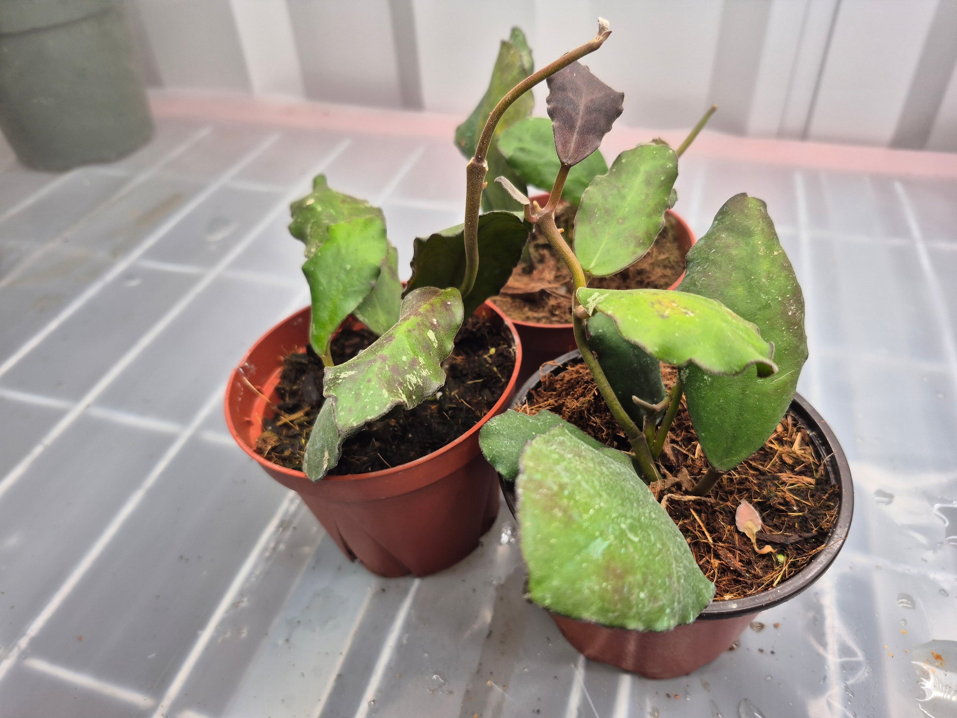 Picture of a group of Hoya waymaniae in a 4 inch pot being held by hand with a wire shelf with humidity fog blowing behind the plant. Plant has curvy leaf edges.