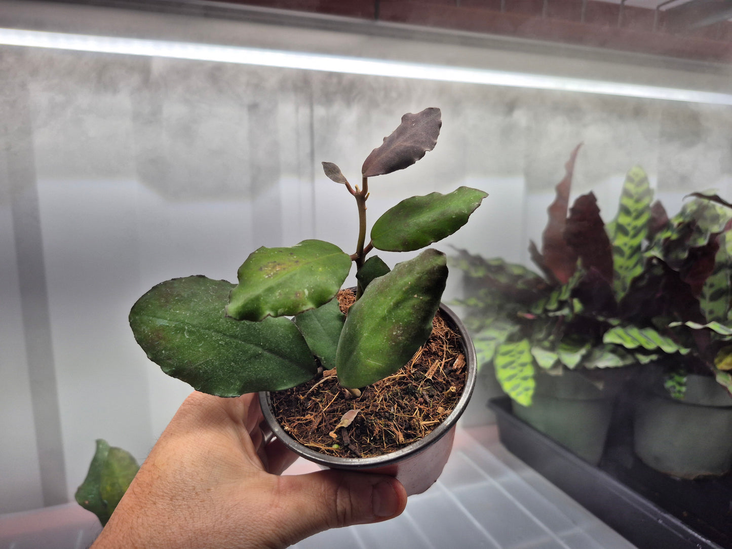 Picture of Hoya waymaniae in a 4 inch pot being held by hand with a wire shelf with humidity fog blowing behind the plant. Plant has curvy leaf edges.