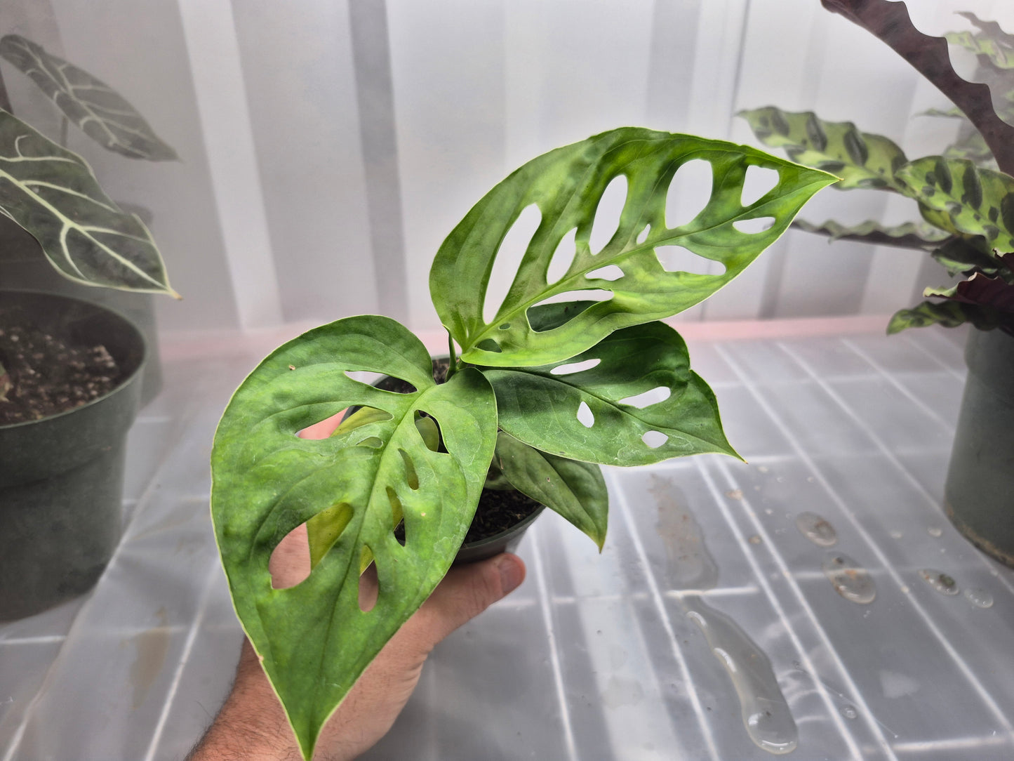Monstera epipremnoides 'Esqueleto' - 4"