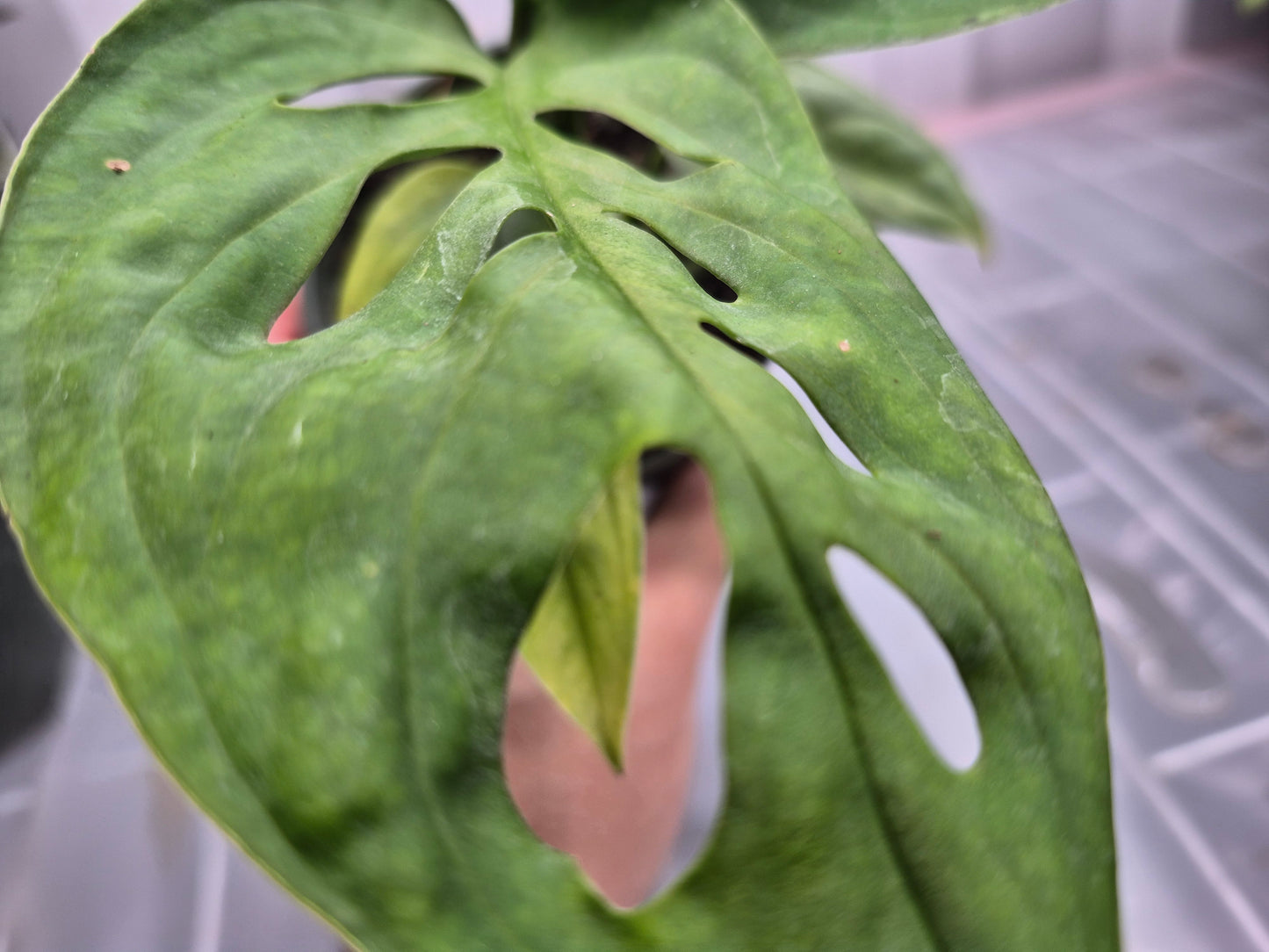 Monstera epipremnoides 'Esqueleto' - 4"