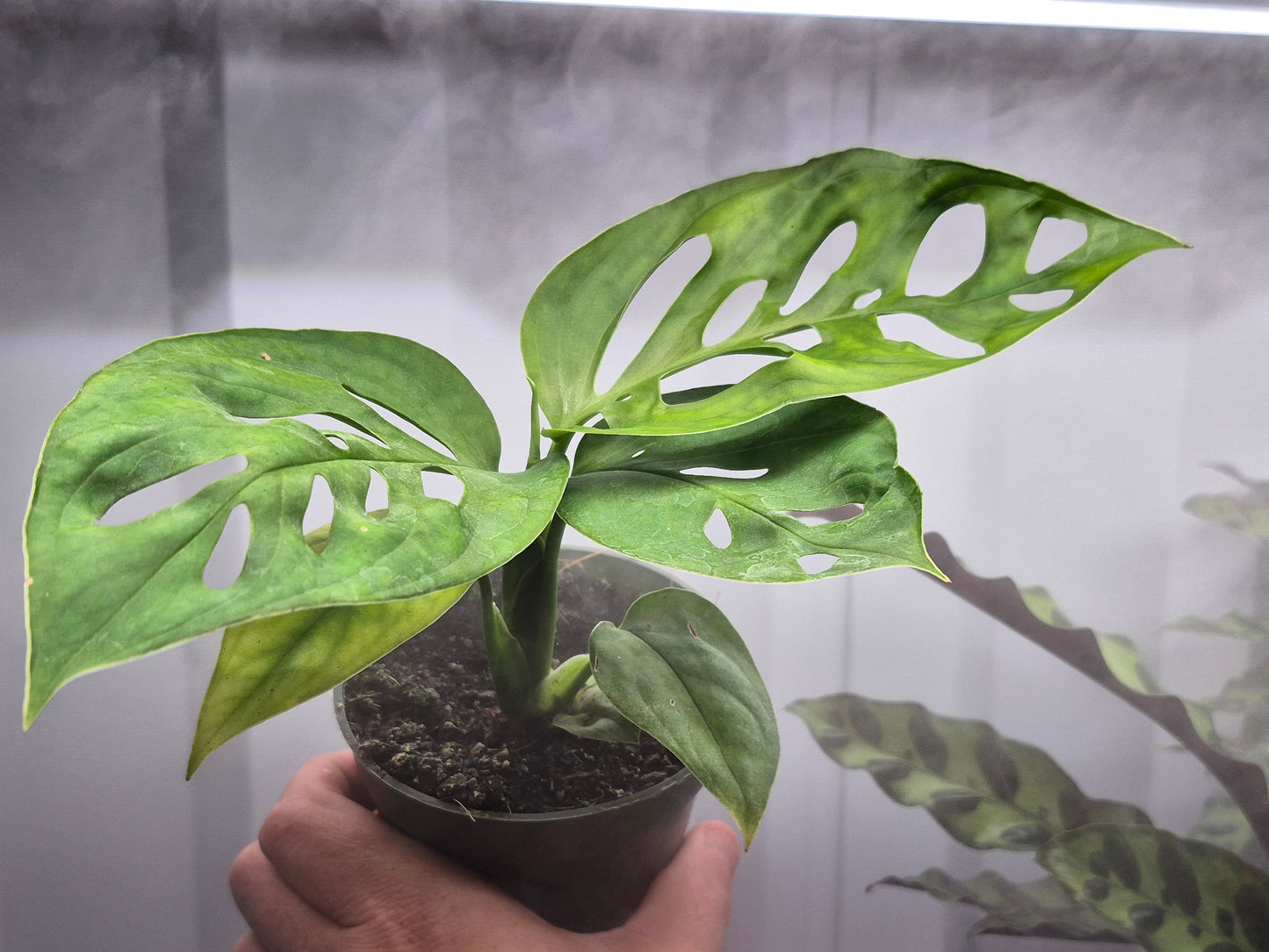 Monstera epipremnoides 'Esqueleto' - 4"
