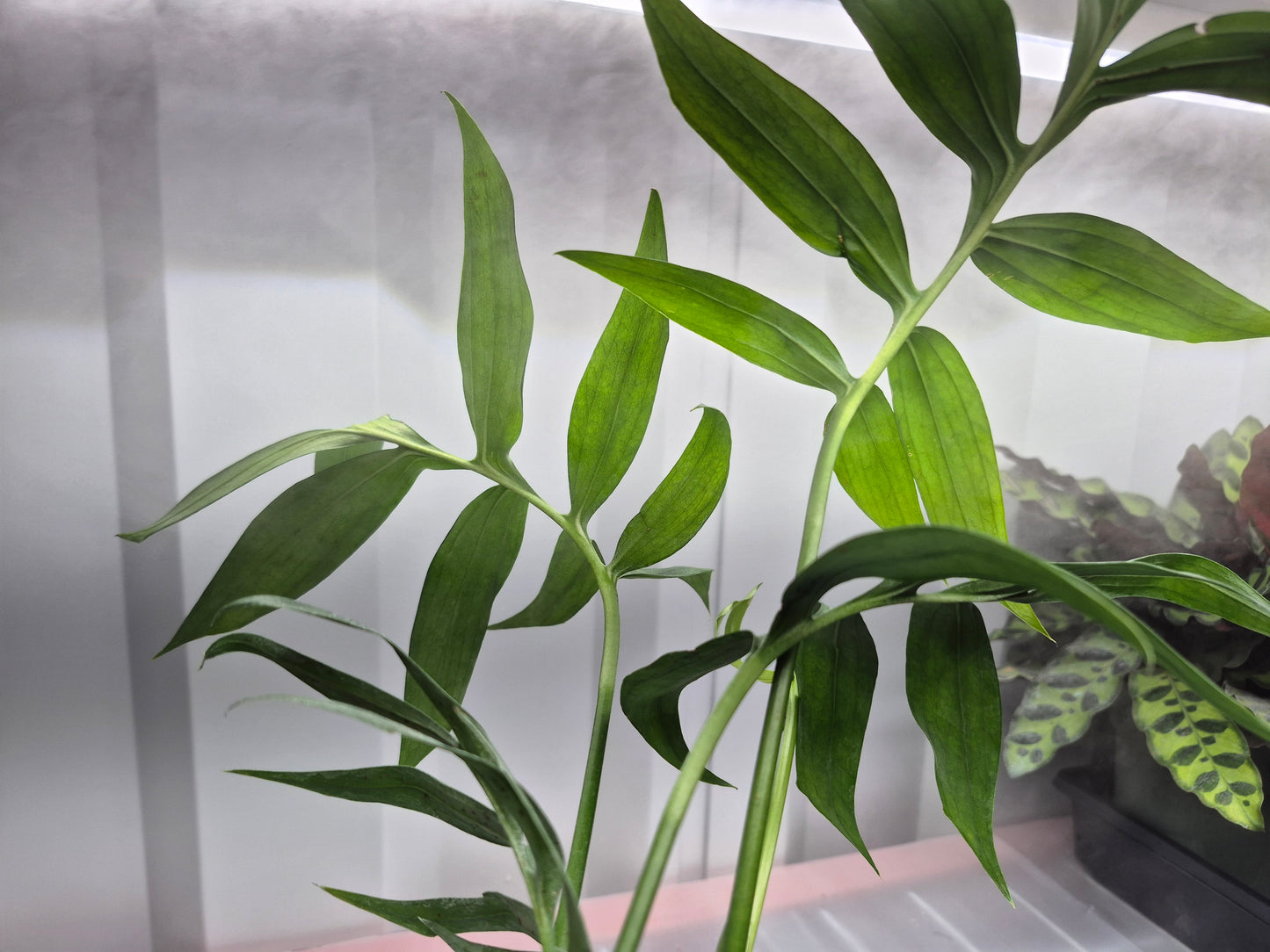 Monstero sp. Subpinnata - 4"
