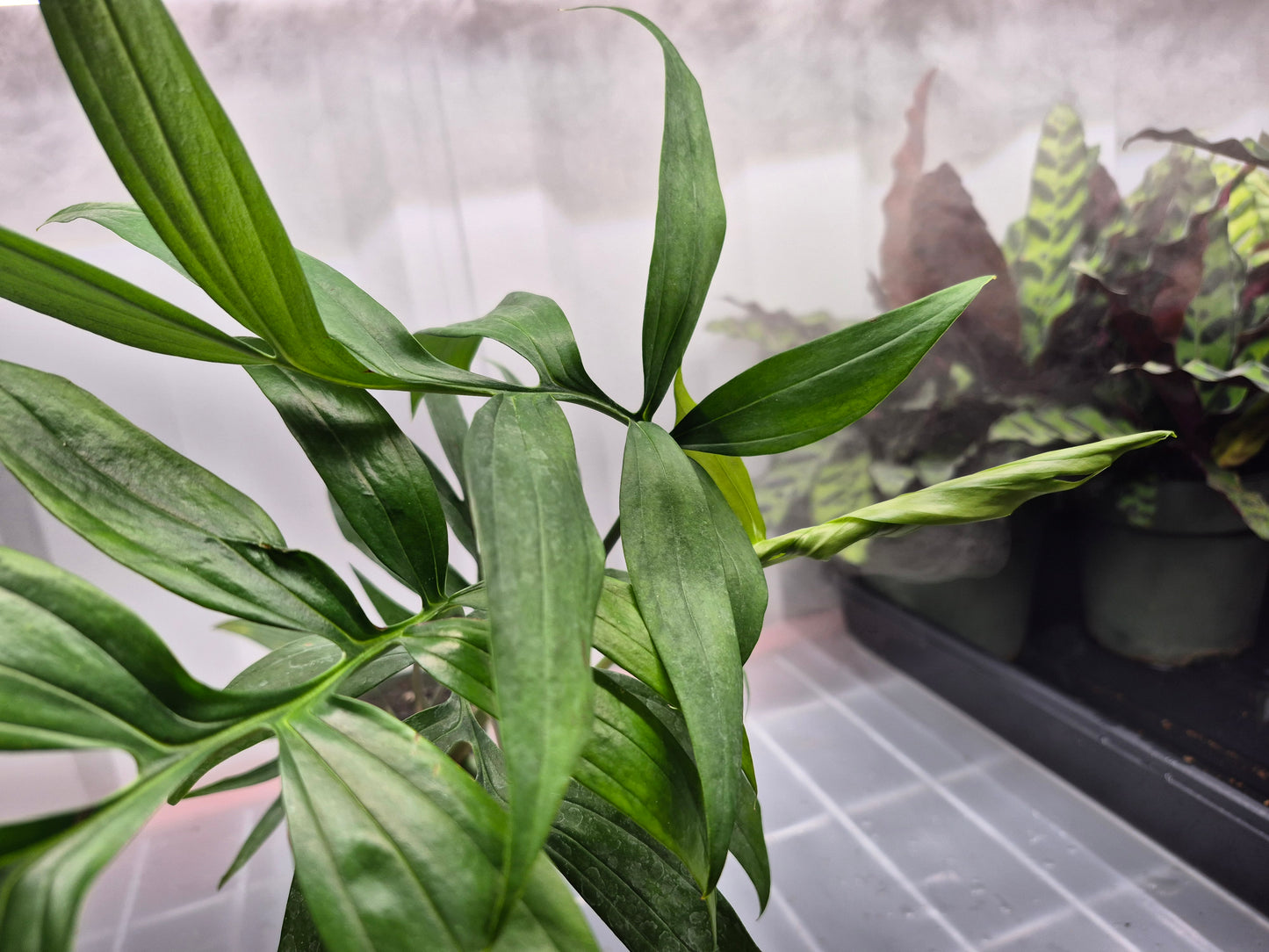 Monstero sp. Subpinnata - 4"