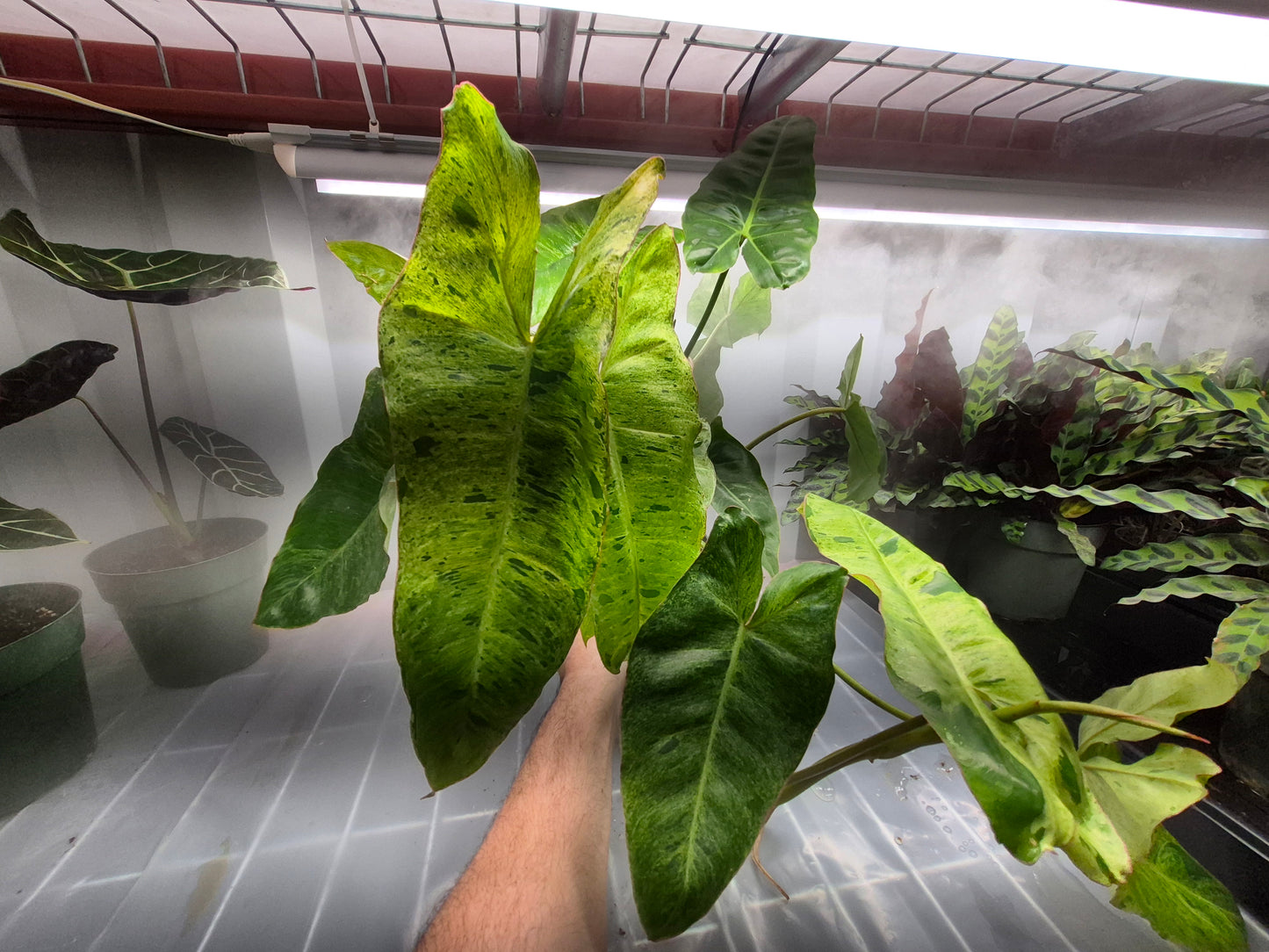 Philodendron  'Paraiso Verde' - 6"