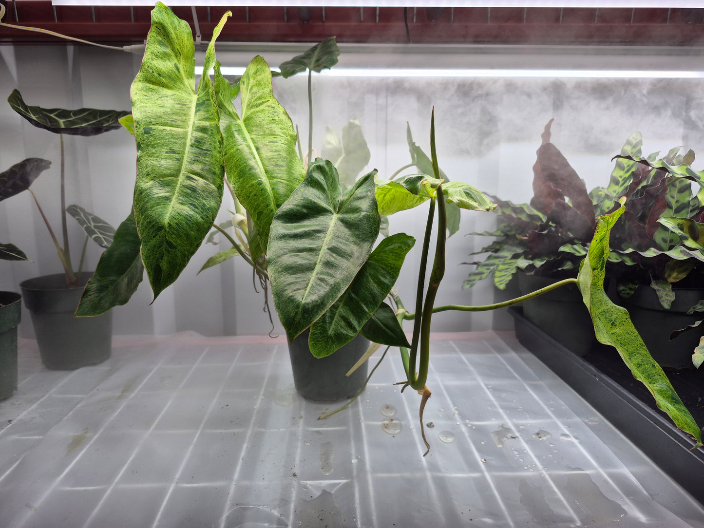 Philodendron  'Paraiso Verde' - 6"