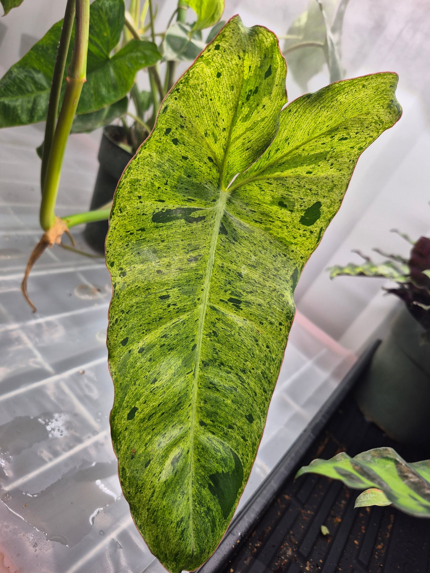 Philodendron  'Paraiso Verde' - 6"