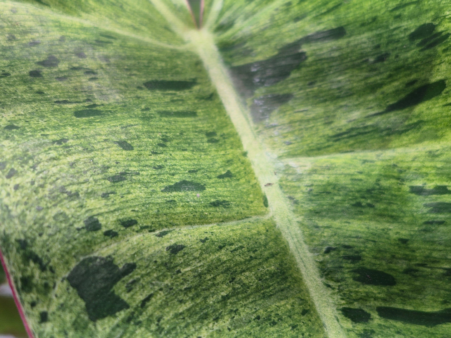 Philodendron  'Paraiso Verde' - 6"