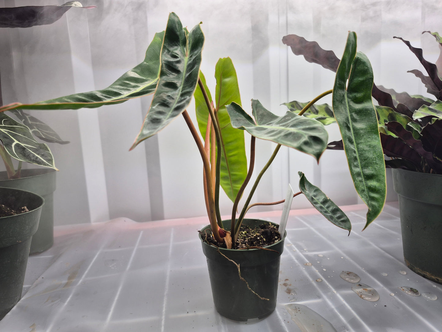 Philodendron billietiae - 4"