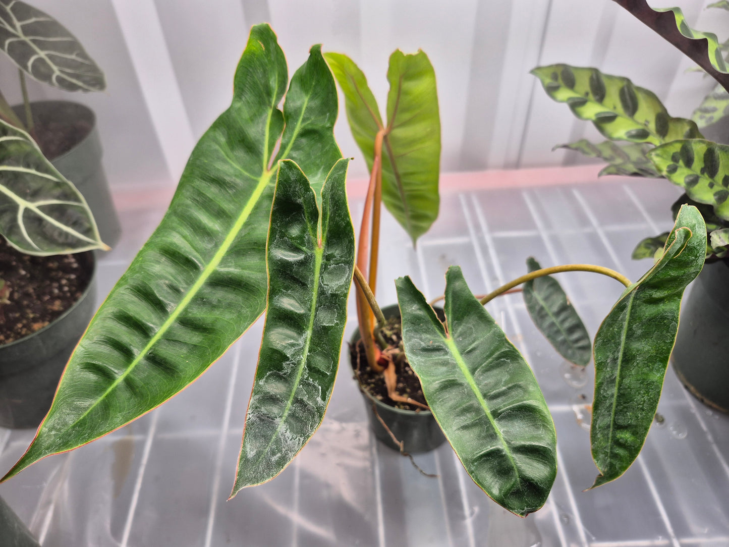 Philodendron billietiae - 4"