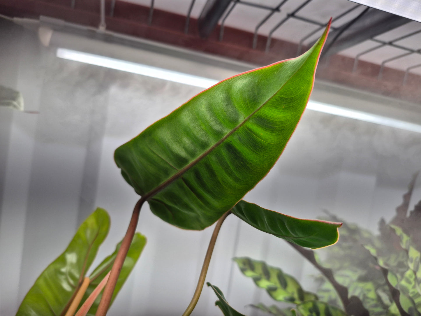 Philodendron billietiae - 4"