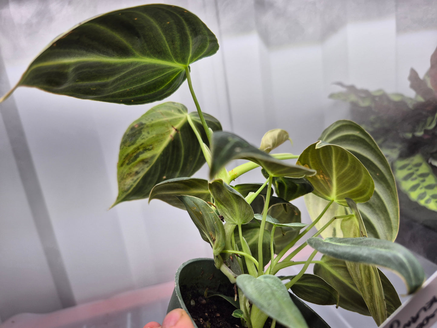 Philodendron melanochrysum f. variegatum - 4"