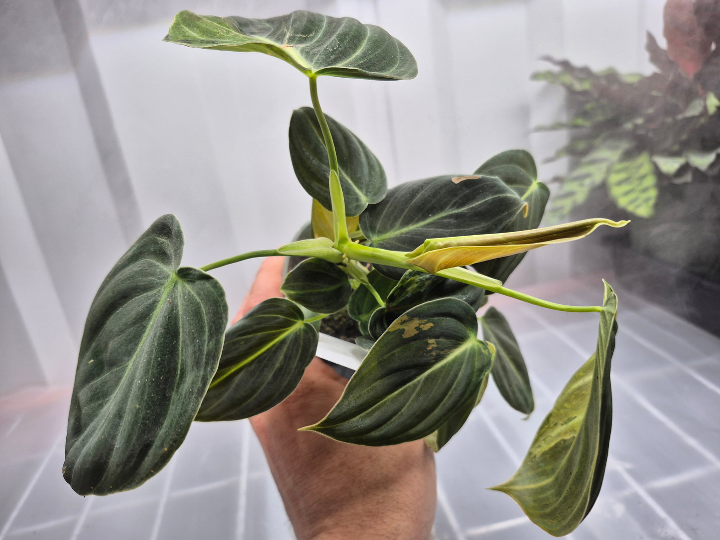 Philodendron melanochrysum f. variegatum - 4"