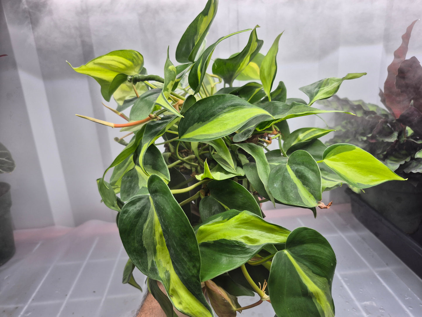 Philodendron hederaceum Brasil - 6"