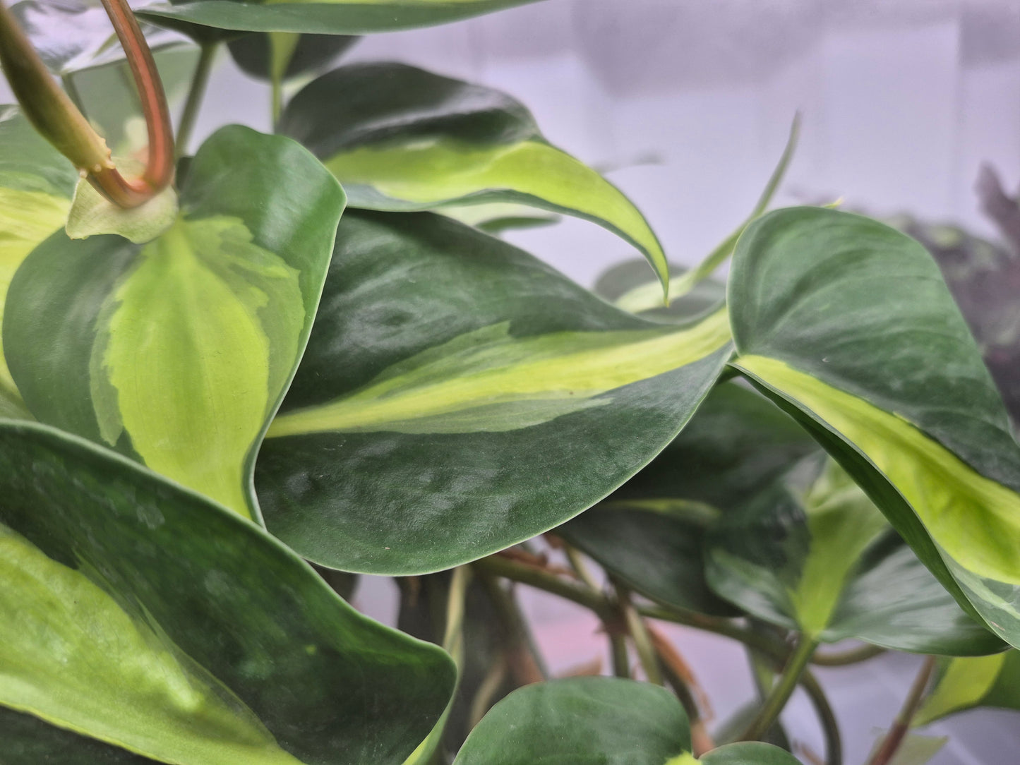 Philodendron hederaceum Brasil - 6"