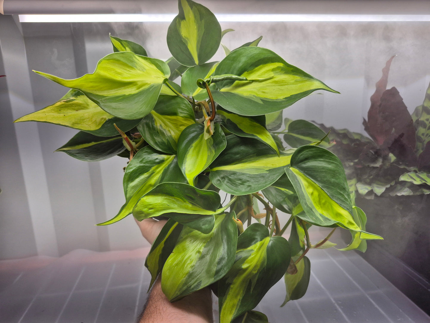 Philodendron hederaceum Brasil - 6"