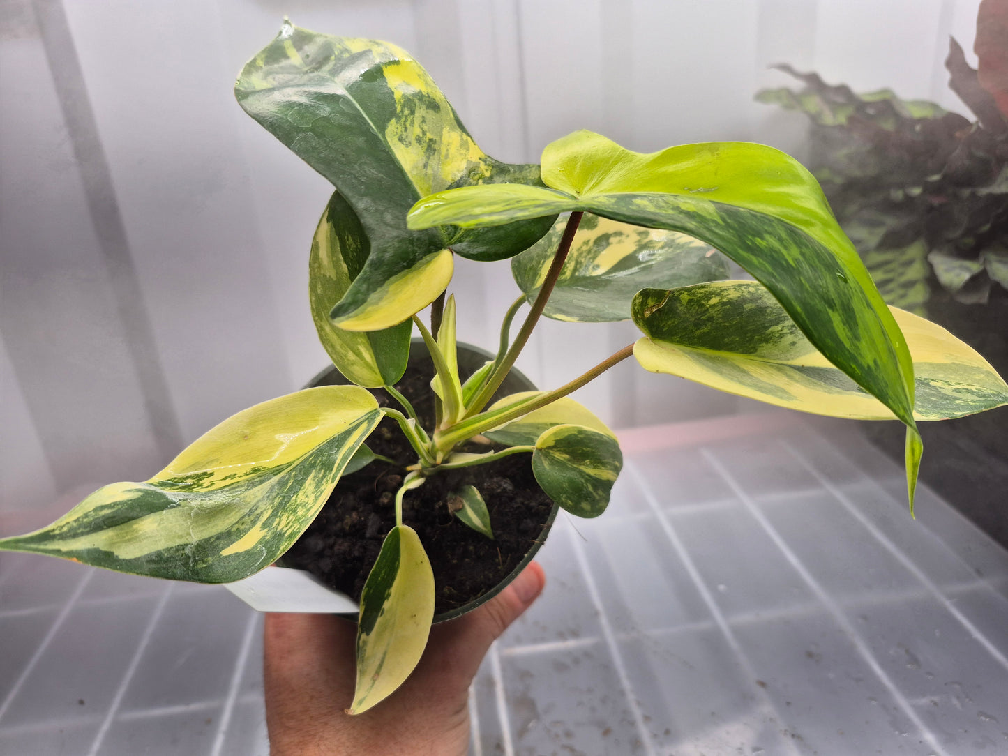 Philodendron 'Florida Beauty' - 4"