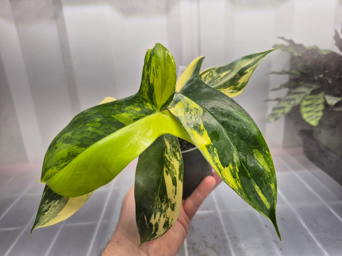 Philodendron 'Florida Beauty' - 4"
