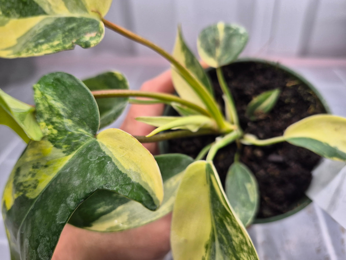 Philodendron 'Florida Beauty' - 4"