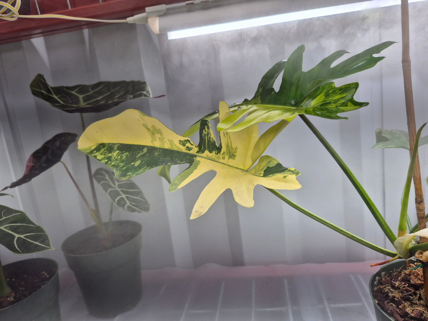 Philodendron kitina - 6"